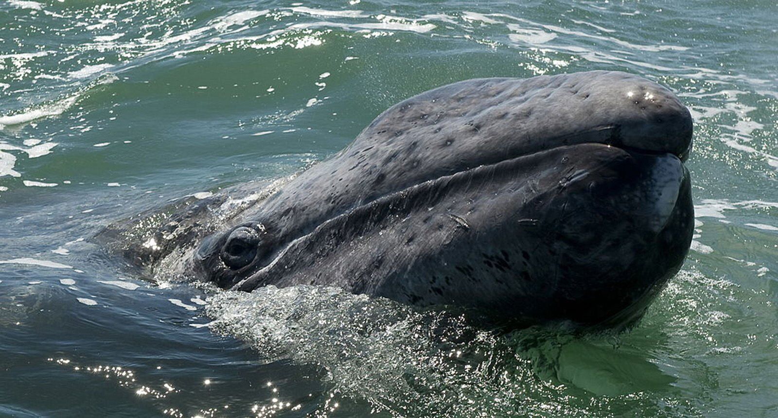 5. North American Gray Whale